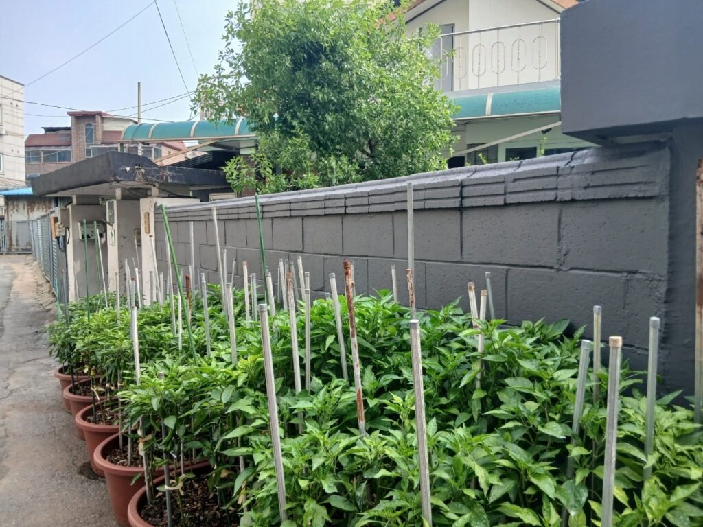 도장 작업 전 텃밭 옆 담장